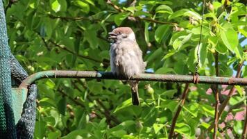 A sparrow sits on a fence and cleans its feathers, close-up. Sunny spring day. video