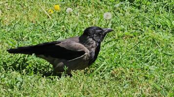 une corbeau mange une haché noyer sur une pelouse avec vert herbe. video