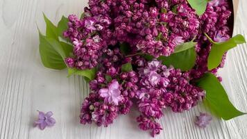 Purple lilac flower bouquet video