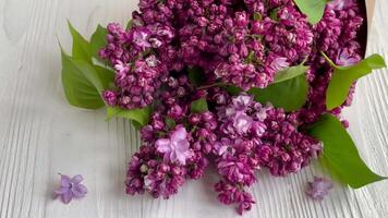 violet lilas fleur bouquet video