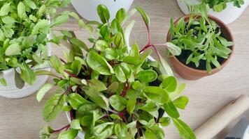 Indoor Herb Garden Kit With Fresh Green Plants video