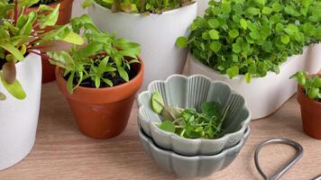 intérieur herbe jardin trousse avec Frais vert les plantes video