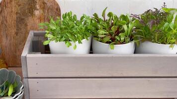 Fresh Herbs Grown in White Pots Inside a Gray Wooden Box in a Kitchen Setting video