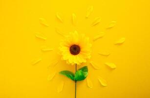 Flower Petal on Yellow Background photo