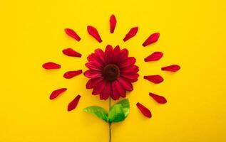 Flower Petal on Yellow Background photo