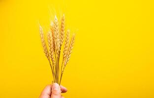 Hand holding gold dry wheat straws spikes close-up on yellow background photo