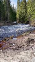 ström löpning genom sten stenblock. riklig flod strömmande i barr- skog. vild berg flod vatten stänk i sommar dag. grön träd och Sol strålar natur video