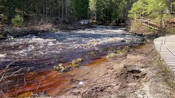 Small mountain river and wild stream close up. Water flows over stones in green coniferous forest. Wild mountain river water splashing in summer day video