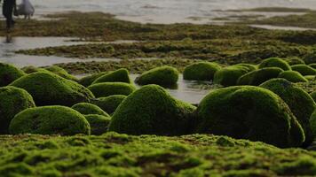 stones with moss on the ocean shore video