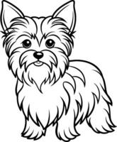 Hand-drawing dog line art, yorkshire terrier breed vector