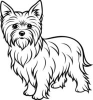 Hand-drawing dog line art, yorkshire terrier breed vector