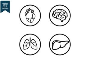 Human organs set design vector