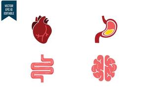 Human organs set design vector