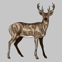 Hand Drawing style of deer. Animal icon vector