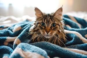 a cat is wrapped in a blanket photo