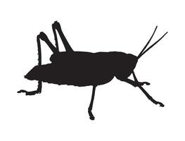 Grasshopper silhouette on white background vector