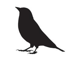 Finch bird silhouette on white background vector