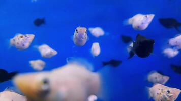 Selective focus a school of molly fish, easily identified by their diverse colors and pattern, black and white, swimming in clear blue water with calming rhythms for relaxation. video