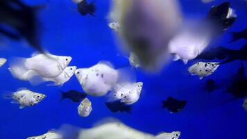 Selective focus a school of molly fish, easily identified by their diverse colors and pattern, black and white, swimming in clear blue water with calming rhythms for relaxation. video