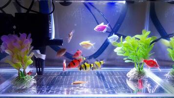 a group of colorful fish swimming in a tank under blue lighting, creating a serene underwater scene with calming rhythms for relaxation video