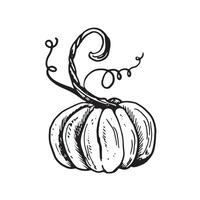 Ink sketch of pumpkin isolated on white background. Hand drawn illustration. Retro style. engraving vector
