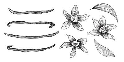 Vanilla Flower with Sticks set. hand drawn illustration pods isolated on white background. Bundle with outline drawing of spice. Sketch in ink line pen art style. vector