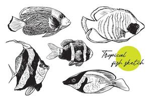 Hand drawn underwater natural elements. Sketch of exotic aquarium red sea fish. Monochrome animals set. Black and white illustration coloring page. vector