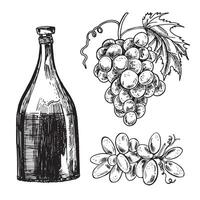 Hand drawn sketch of a bottle of wine grapevine with a glass of wine on a white background. Bottle of red, white, pink wine. Bottle of wine for a picnic vector