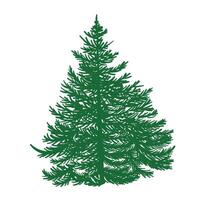 verde silueta de pino árbol. bosque aislado en blanco antecedentes. conífero hojas perennes . Navidad árbol, abeto, pino, Pino, escocés abeto, cedro. para diseño vector