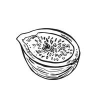 Fig drawing. Hand drawn fruit and sliced piece. Summer food engraved style illustration. Detailed vegetarian sketch. Great for label, poster, print, menu vector