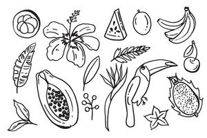 collection set of hand drawn outlined summertime fruit item objects doodles, bananas, toco toucan papaya watermelon tropic dragon fruitleaf palms mangosteen in black color vector