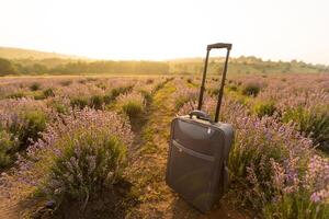 suitcase on the background of hilly lavender and other fields. photo