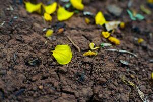 Yellow flower petals fall and fall to the ground photo