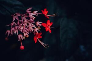 pequeño rojo flores floreciente en un oscuro antecedentes foto