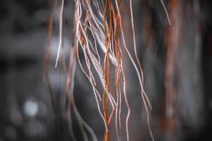 The roots spread from the top of the tree which looked scary and horrifying photo