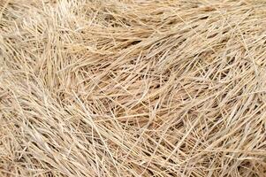 straw of grain from harvested rice photo