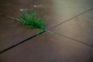 plants that grow in the cracks of garden tiles photo