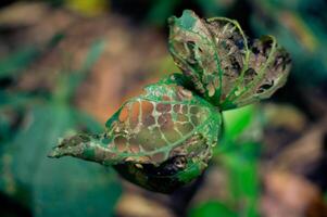 green leaves damaged by pests and caterpillars to the point of holes photo