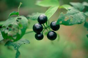 black ranti fruit that is ripe on the stalk photo