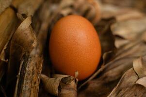 primer plano de huevos de gallina frescos foto