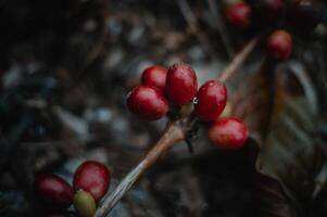 Ripe red coffee berries on the tree photo