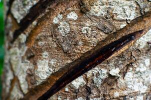 large wooden tree bark texture photo