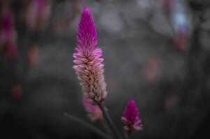 púrpura y rosado floreciente flores en un estético negro y blanco antecedentes foto