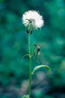 A blooming white sintrong flower and two ants on its stem with a blurry background photo