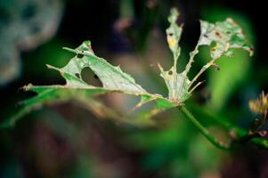 green leaves damaged by pests and caterpillars to the point of holes photo