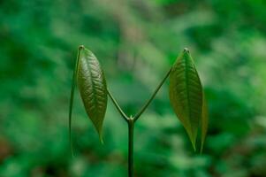 rubber tree saplings, rubber tree seeds photo