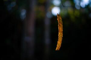 yellow leaves with blurred background photo