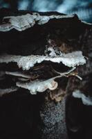 fungus that grows on dead trees photo