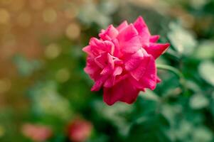 hermosa rosas floreciente en el jardín foto