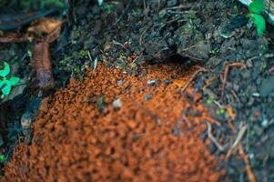 rat nests burrowing in the ground photo